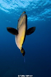 Bignose unicornfish coming close. I love the out-of-focus... by Tobias Reitmayr 
